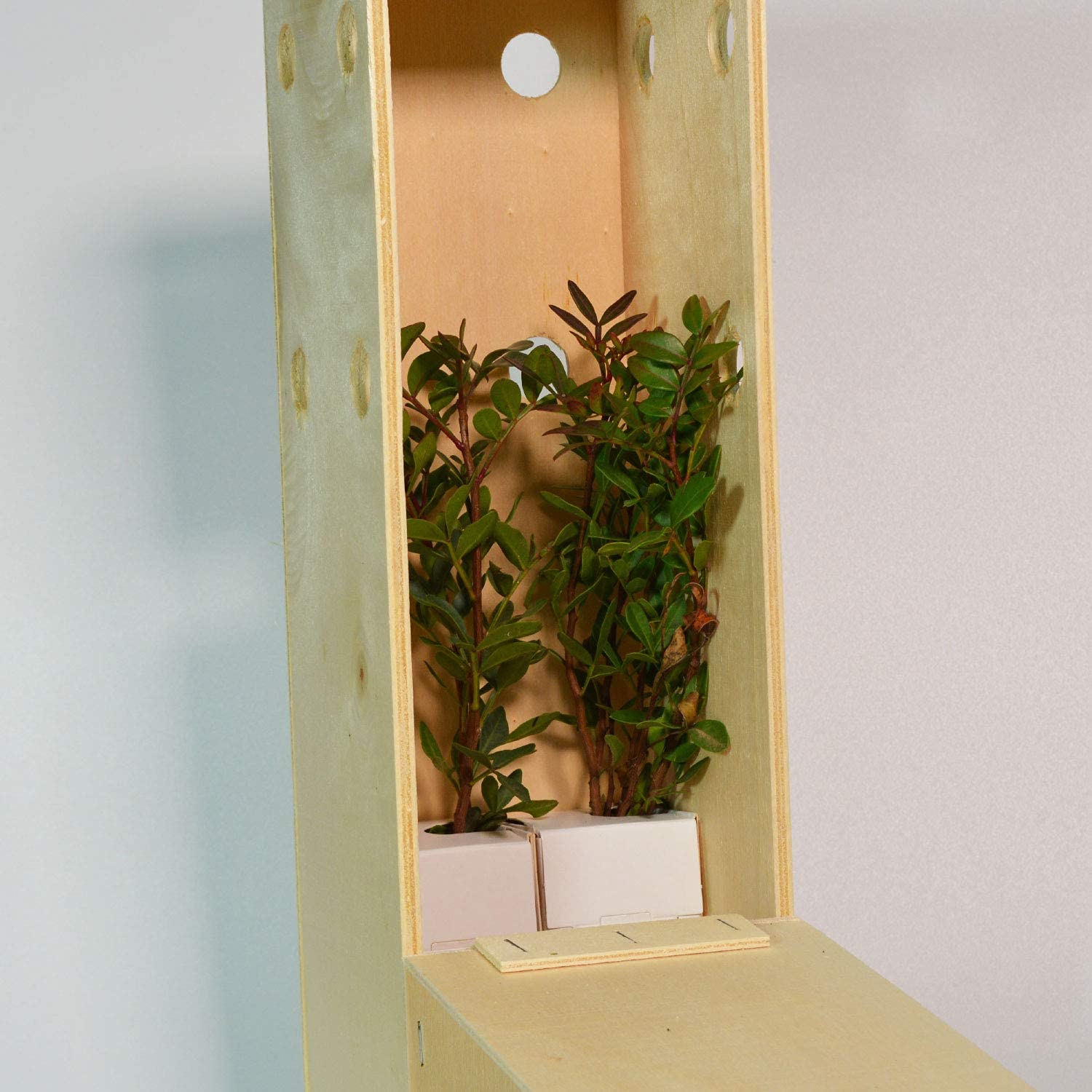 Pistachier Lentisque | Arbuste Méditerranéen | Arbre avec Fruits Comestibles | Jeune Pousse de 30 cm Reçue dans une Caisse en Bois Réutilisable | Pack 2 Unités