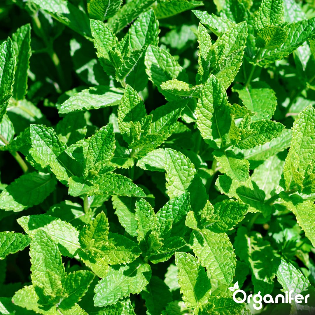 Flüssigdünger Für Pfefferminze 2L – Organischer Dünger Für Kräftiges Wachstum Und Aromatische Blätter – Fördert Wurzeln Und Widerstandskraft – Organifer