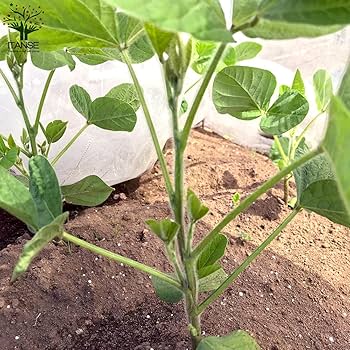 Amazon.co.jp: ITANSE 枝豆の苗 極早生で多収穫！極旨大粒