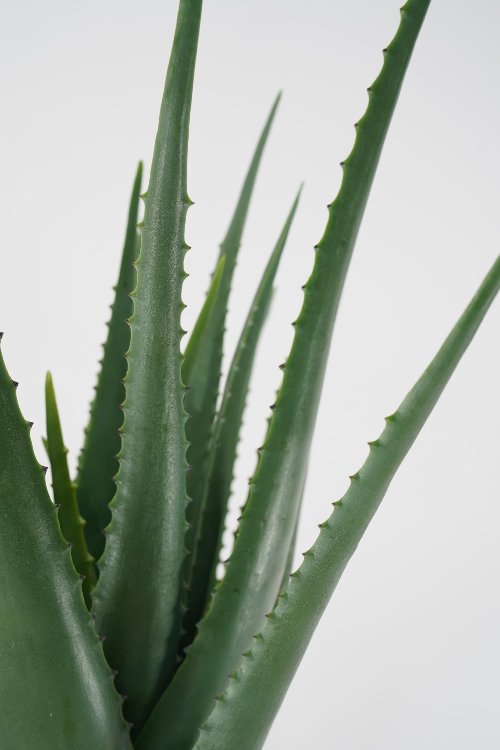Aloe Artificiale Pianta Grassa Sintetica Realistica Foglie in Pvc per Arredare Interni e Attività Commerciali (Elisa - Aloe 69 cm)