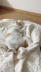 テレビで話題】 新品未使用 パシーマ キルトケット シングル きなり