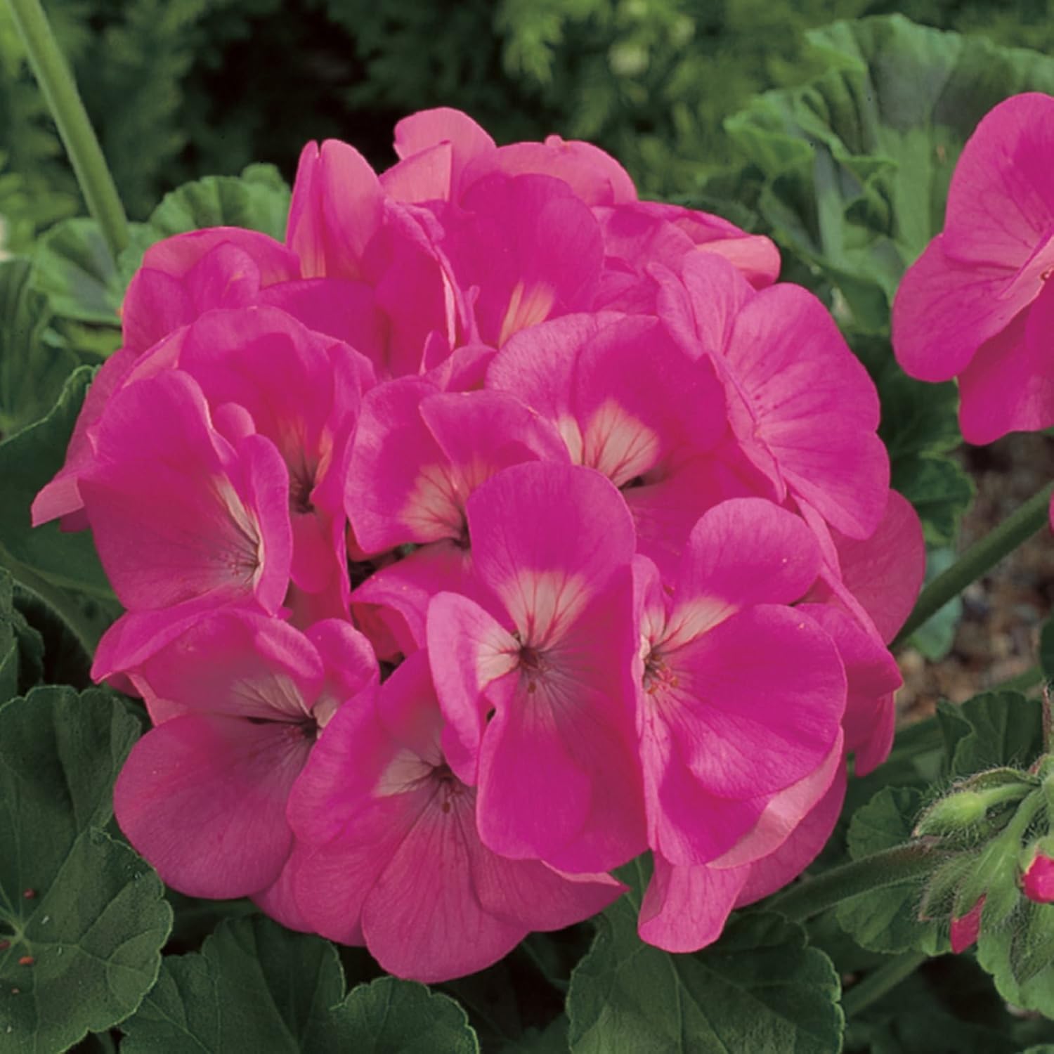 Maverick F1 Series Geranium Flower Garden Seeds - Orange - 100 Seeds - Annual Flower Gardening Seed - Pelargonium x hortorum