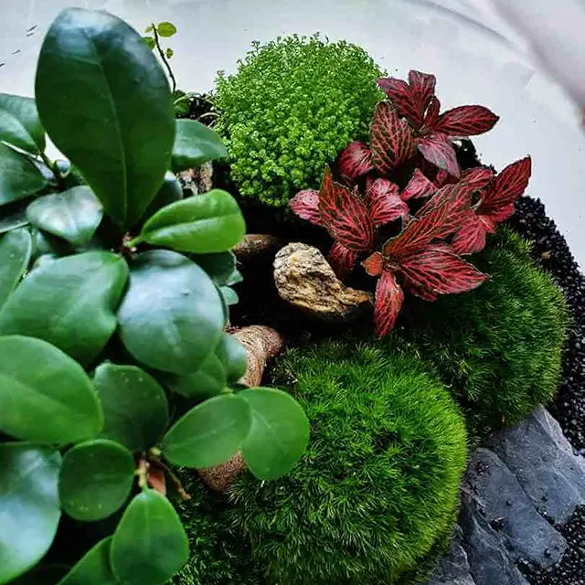 Terrarium Plants Mix - 3 Easy Care Indoor Plants for Glass Containers