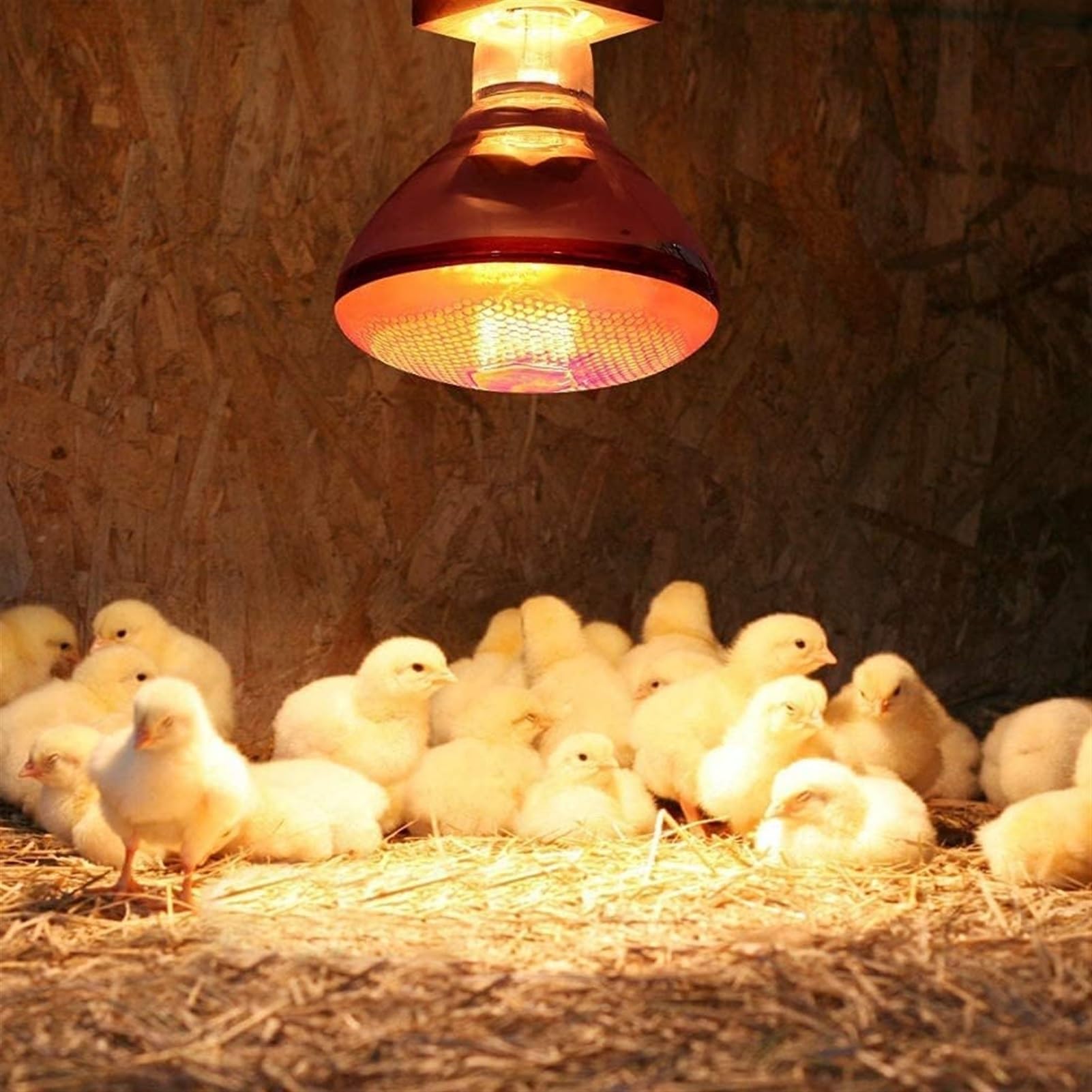 Żarówka do lampy termicznej dla zwierząt domowych, czerwona lampa termiczna na podczerwień dla gadów, lampa termiczna spot na podczerwień Czerwone światło termiczne dla jaszczurek domowych Smoki b