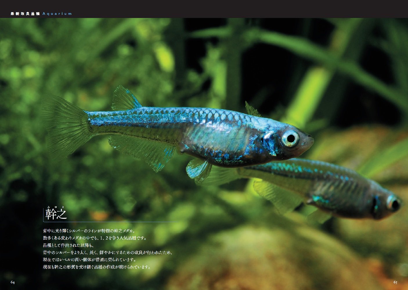 Amazon Co Jp 大人のフィールド図鑑 プロ直伝 メダカの飼い方 繁殖 交配ガイド 水谷 正一 Japanese Books