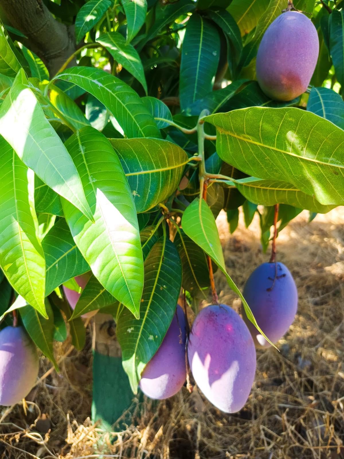Vitalem – Caja de Mangos 2.5kg | Cultivo Local de la Axarquía (Málaga) | Fruta Fresca de Temporada | Directo del Agricultor | 100% Natural y Sostenible