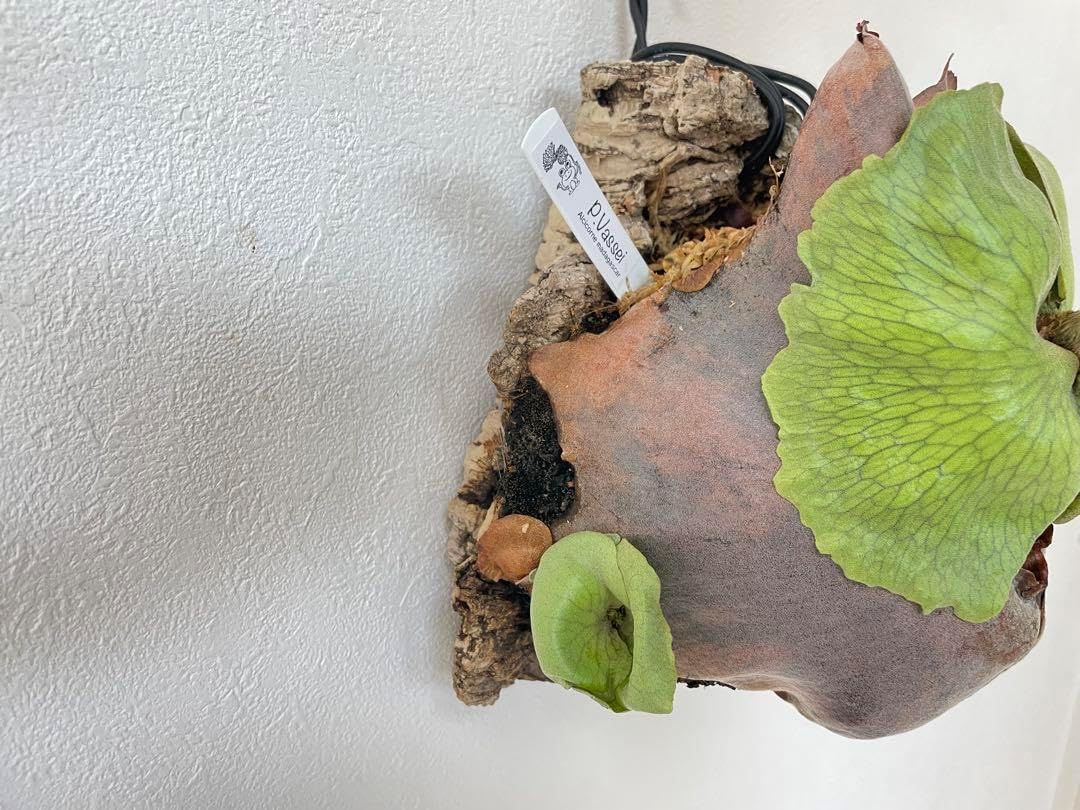 親株 ウネリ強alcicorne Madagascar Vassei ビカクシダ P.vassei wild