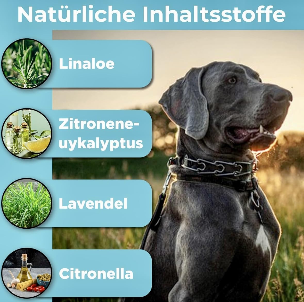 Zeckenhalsband für Hunde und Katzen | Leuchtendes Präventionshalsband gegen Parasiten mit bis zu 8-Monatigen Schutz | Fluoreszierendes Halsband universell auf Jede Größe verstellbar
