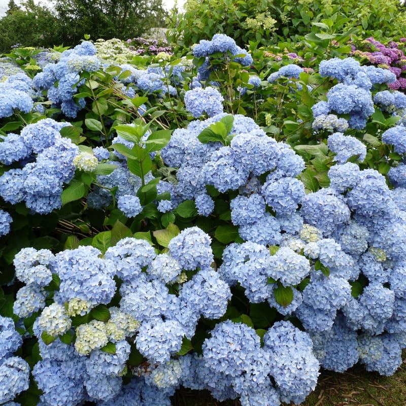 Hydrangea4936　0705 Amazon.com : 6