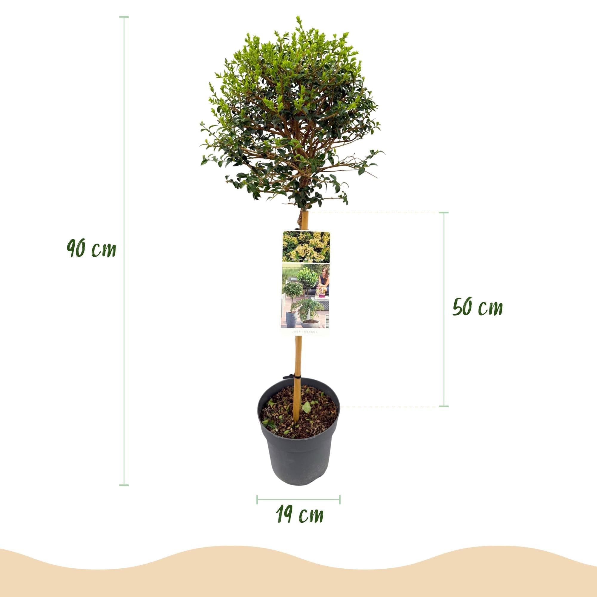 Ligustrum delavayanum roślina łodygowa, zimozielona, łatwa w pielęgnacji, Ø 19 cm, wysokość ok. 90 cm, ochrona przed spojrzeniami, na taras i balkon