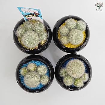 Amazon｜ITANSE ぼくの肉きゅう 2.5号 2個セット サボテン