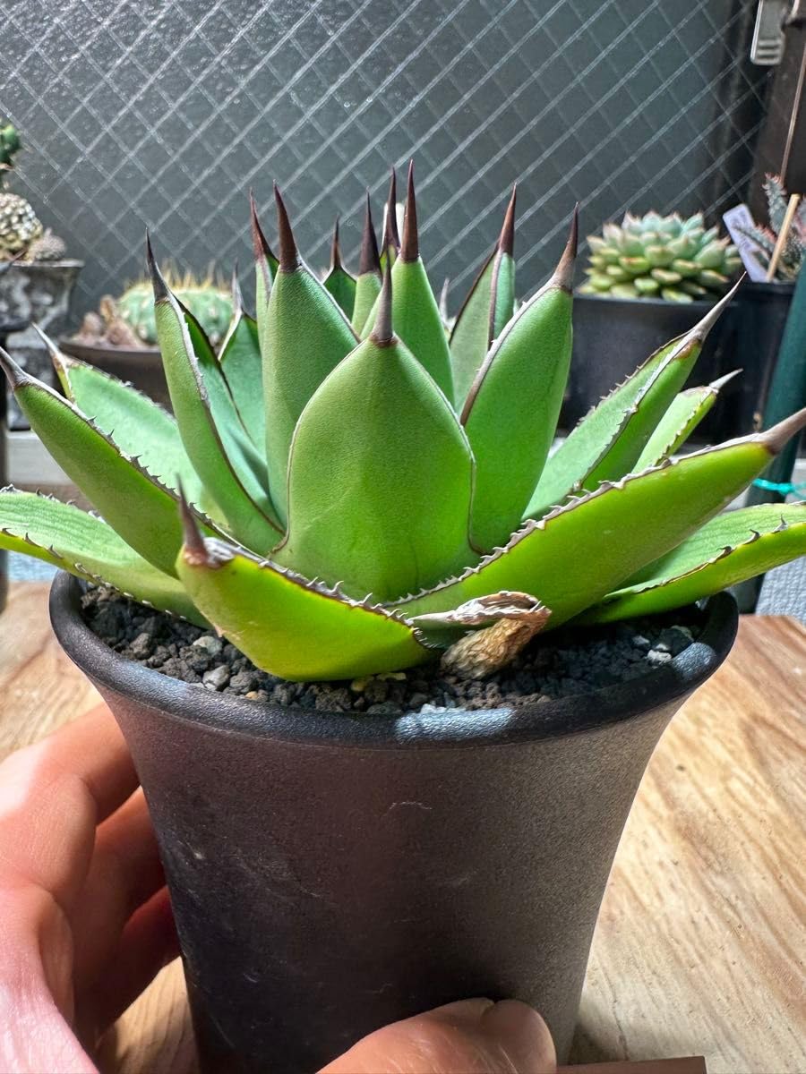 【土田制所産　笹の雪×甲蟹】 アガベ　ハイブリッド　イシスメンシス Amazon.co.jp: 極美 土田 制所 ハイブリッドアガベ 笹の雪