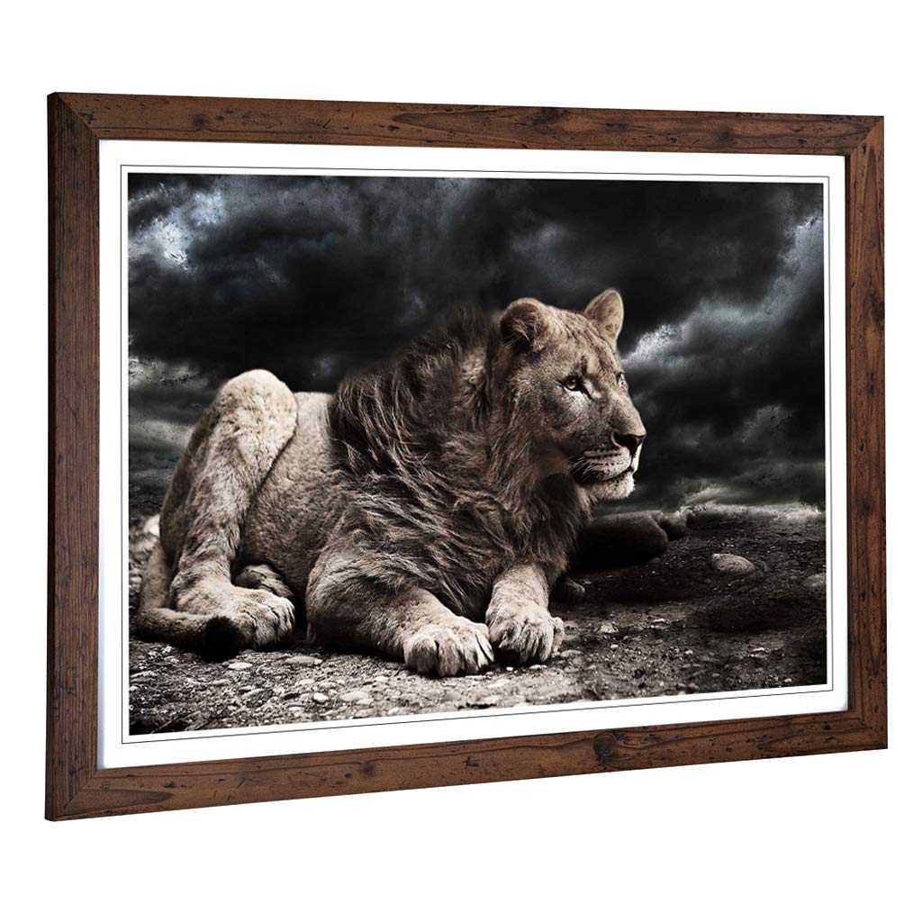Big Box Art Framed Print of Young Lion Design | Wall Art Picture | Home Decor for Kitchen, Living, Dining Room, Lounge, Bedroom, Hallway, Office, Walnut, A2 / 24.5x18 Inch / 62x45cm