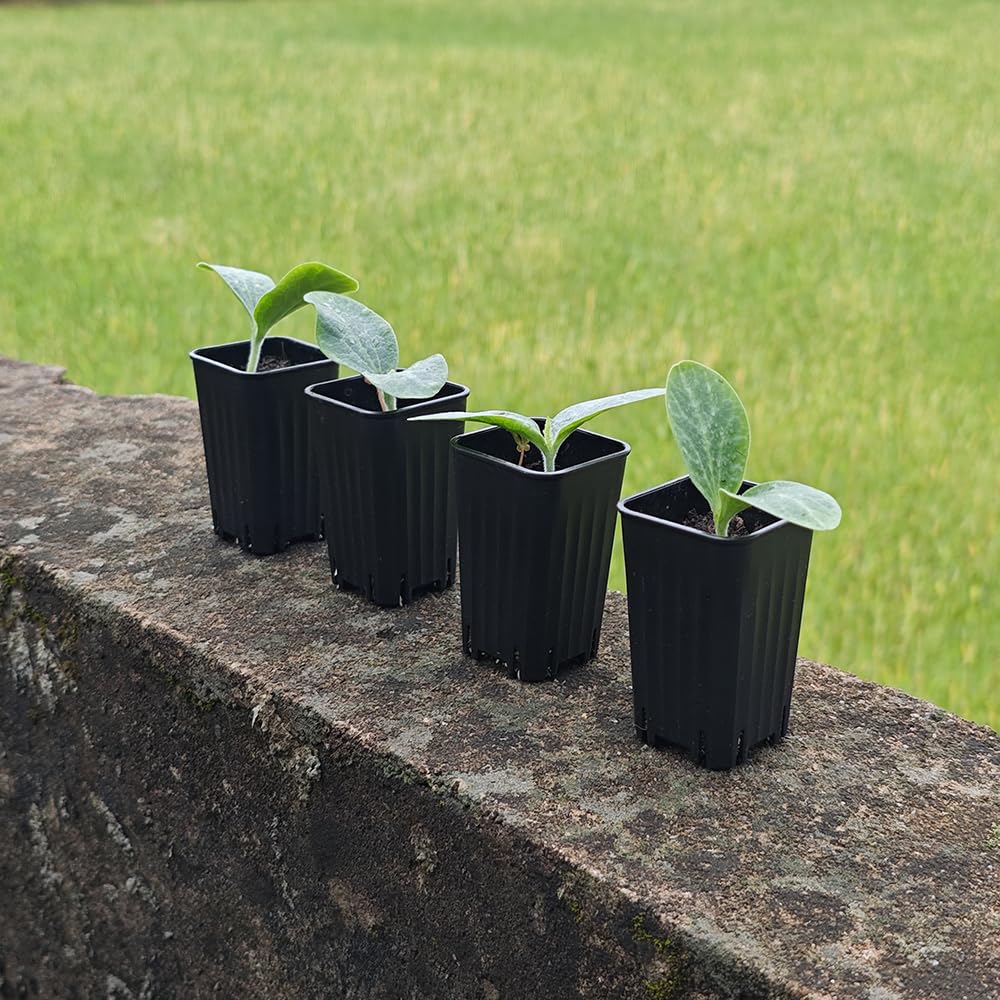 Lot de 180 petits pots de semis carrés en plastique noir de 5,9 cm avec trou de drainage pour germination, herbes et plantes grasses