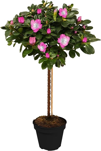 Azalea Japonica Tree | Trees for Small Gardens Border Patio Potted Plants | Lollipop Stem Trees | Red, White, Pink, Bicolour, Orange & Purple | 2-3ft (Bicolour)