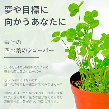 クローバーの苗 G ・Rセット☆ネコポス便発送！ クローバーの苗 G ・Rセット☆ネコポス便発送！ - メルカリ