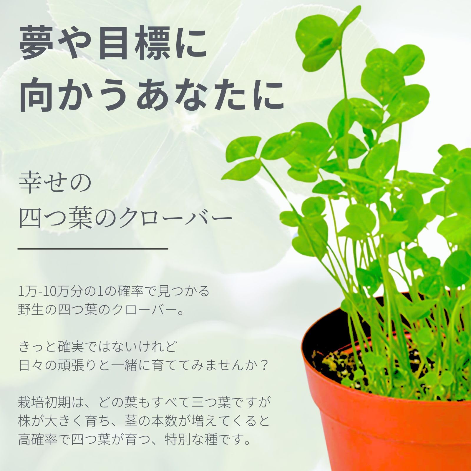 Amazon｜聖新陶芸 家庭菜園 簡単 栽培キット 四つ葉のクローバー 室内