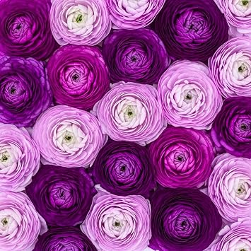 Purple Ranunculus Bulbs for Planting - Stunning Color and Long Lasting Blooms, Easy to Grow 5 Bulbs