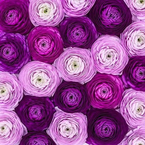 Purple Ranunculus Bulbs for Planting - Stunning Color and Long Lasting Blooms, Easy to Grow (5 Bulbs)