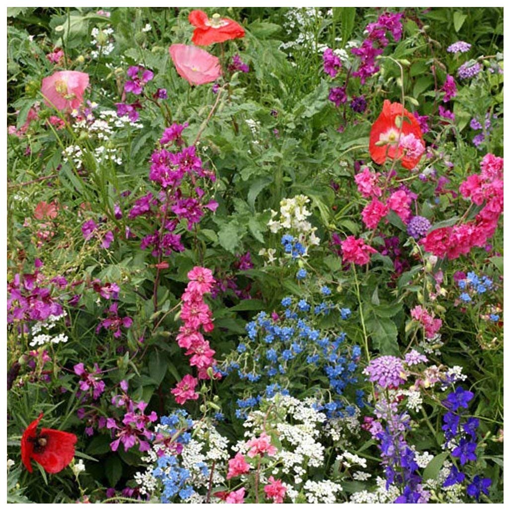 Earthcare Seeds Wildflowers for Shade 10,000 Seeds - Heirloom - Non GMO - Open Pollinated - Annuals and Perennials