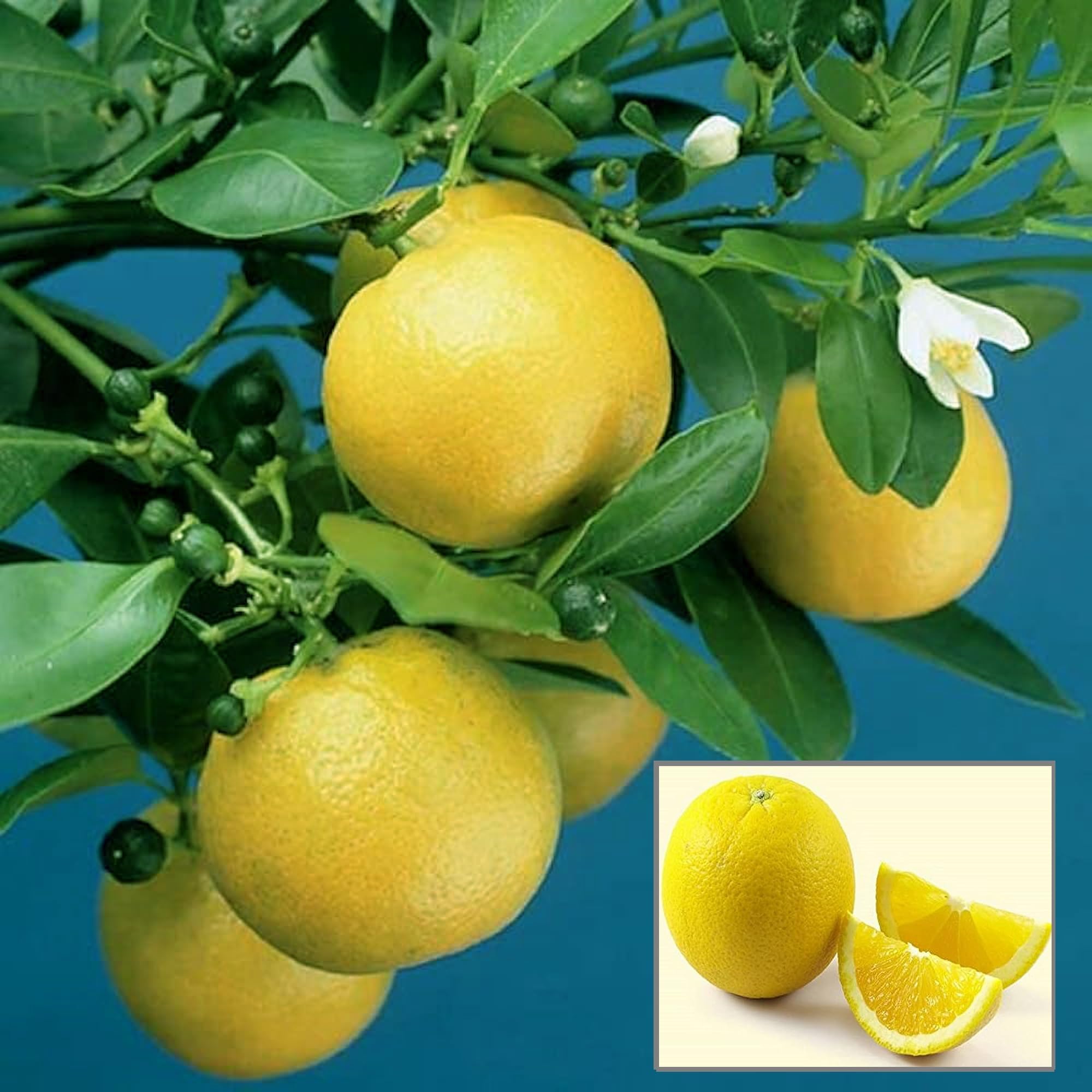 See full amazon price history chart for HAPING Vietnam All Time Malta Mosambi Grafted Fruit Live Plant (1.5-2 Feet Height) HAPING Vietnam All Time Malta Mosambi Grafted Fruit Live Plant (1.5-2 Feet Height) (B0CV98SCR5) Amazon Price History, Amazon Price Tracker