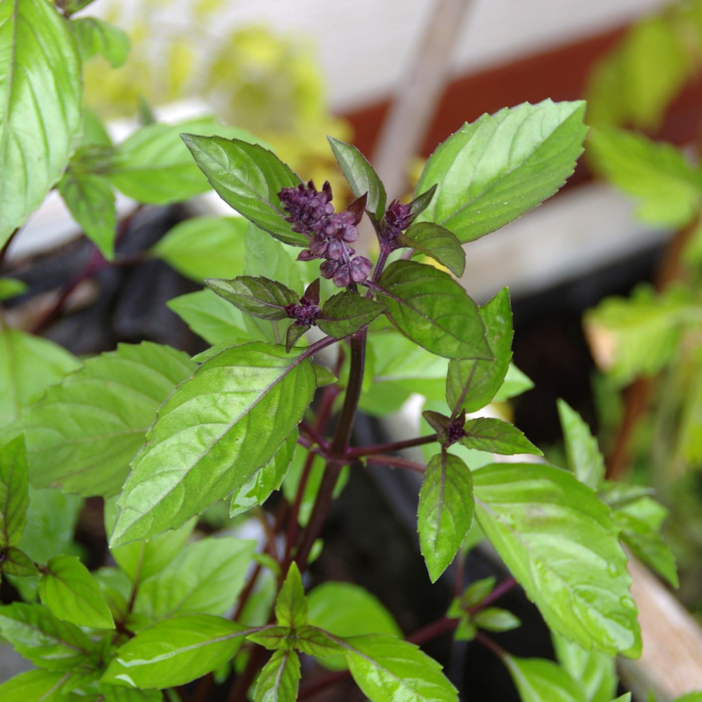 PREMIER SEEDS DIRECT - HERB - Basil Seeds - Licorice (8,000 Seeds)