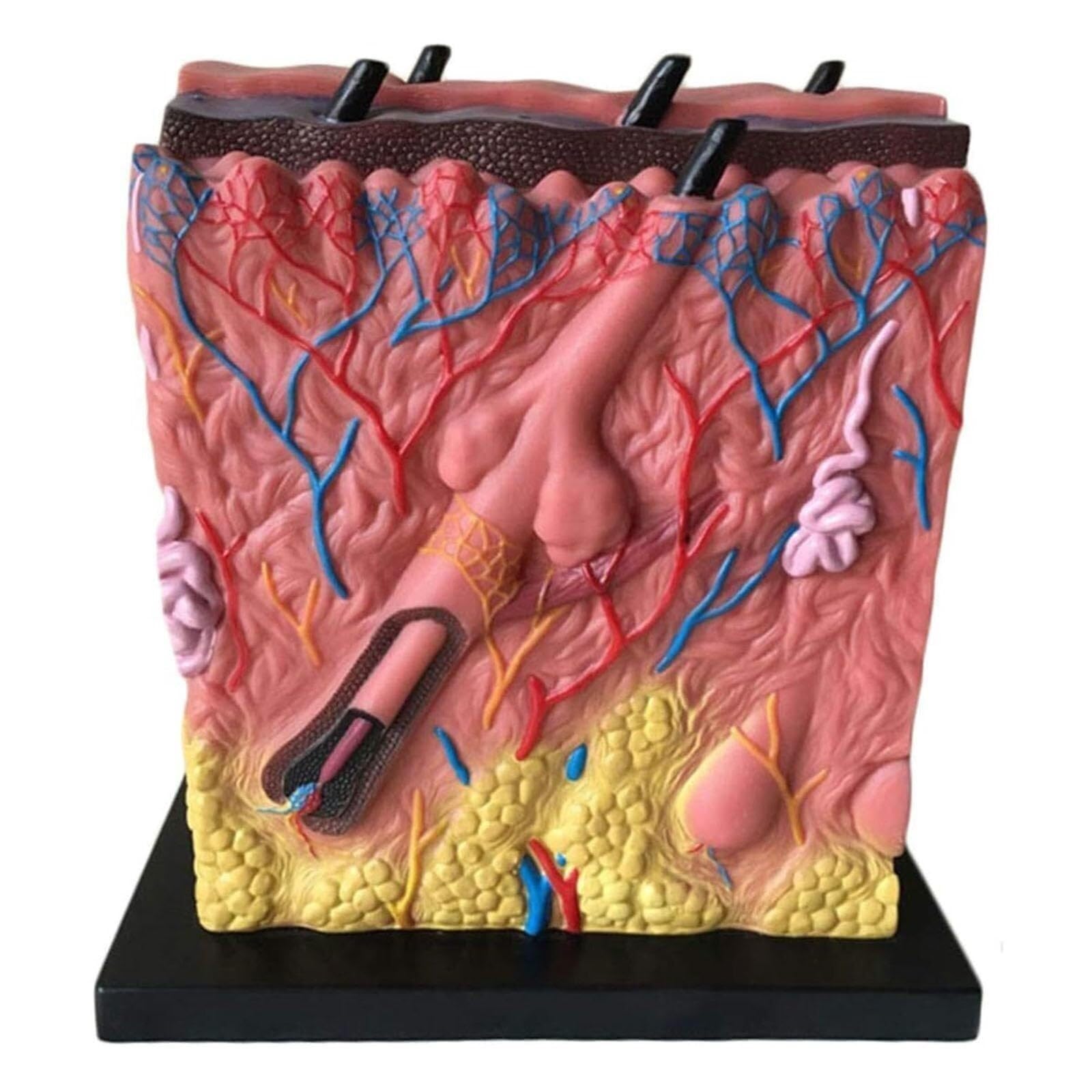 Modèle de peau humaine AMITD 80x agrandi avec derme et acné
