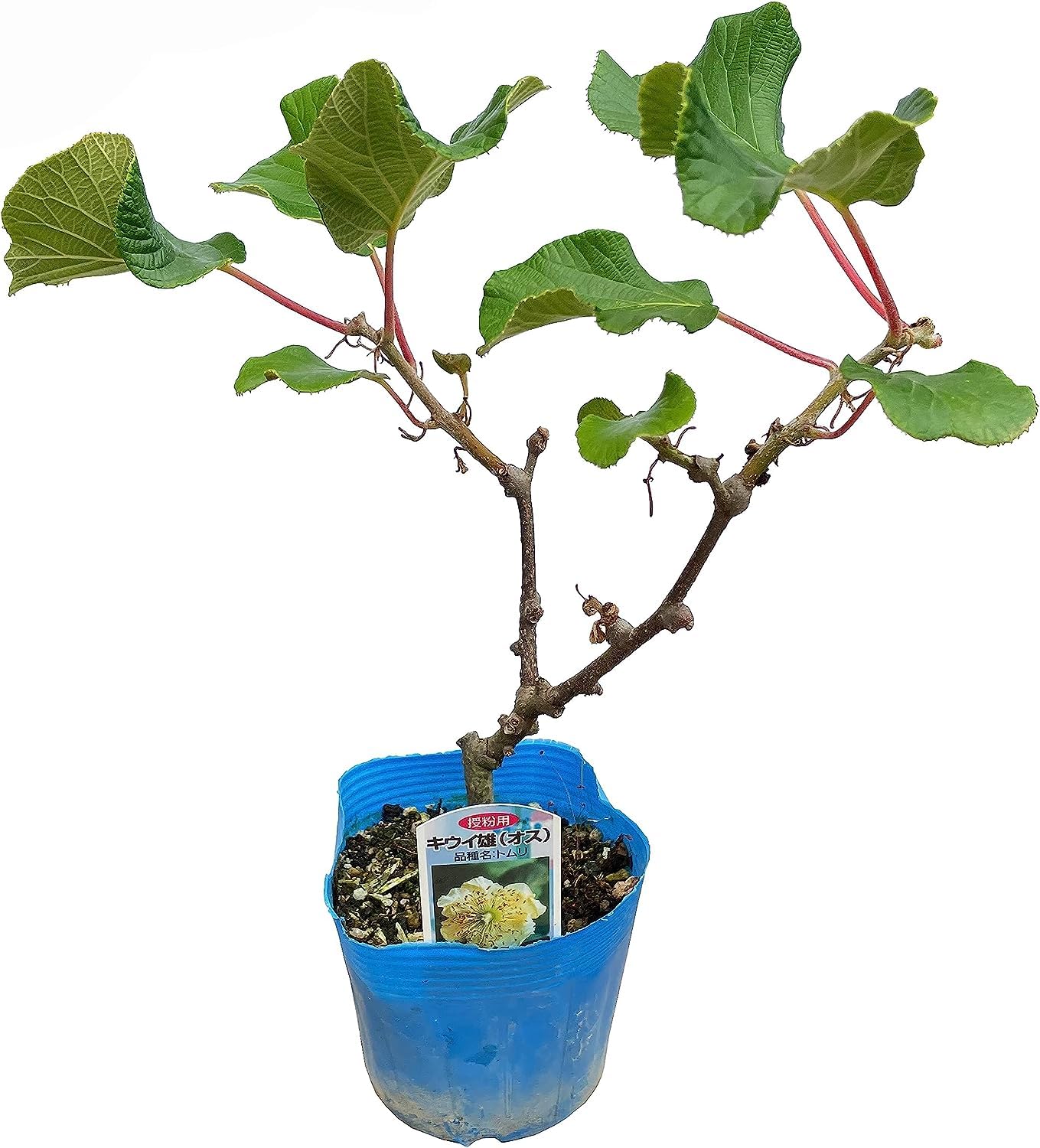 Amazon｜花のギフト社 キウイ鉢植え キウイの木 キウイフルーツの木