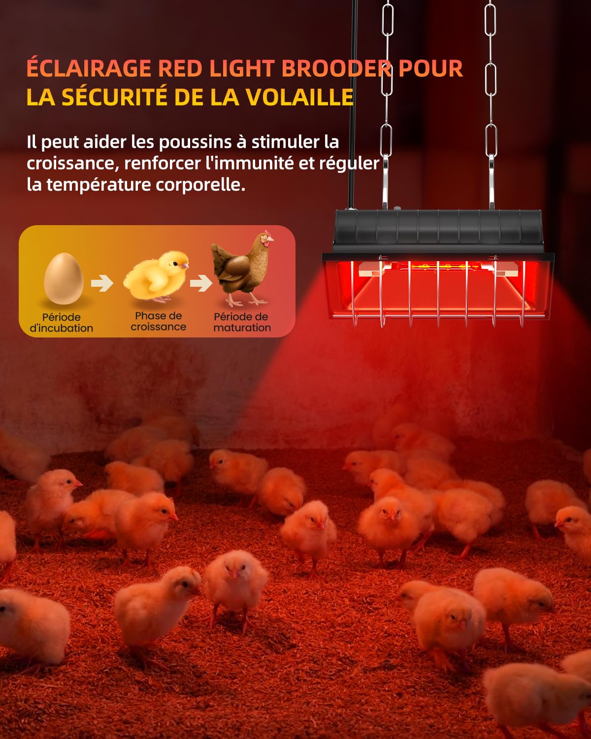 GlowUp Lampe Chauffante Poussin 275W, Inclure 2x 175W Ampoules de Chauffage Infrarouges, Lampe Chauffante Chiot pour Volailles, Poulet Coop, Poulet Broyeur, Canard, Cochons, Agneaux (Noir)