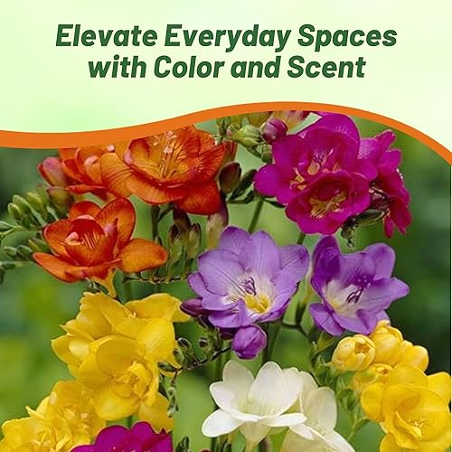 Miniatura 6 de Outsidepride Fresia Garden Cut Flower Seed Mix para jarrones, ramos, 100 semillas