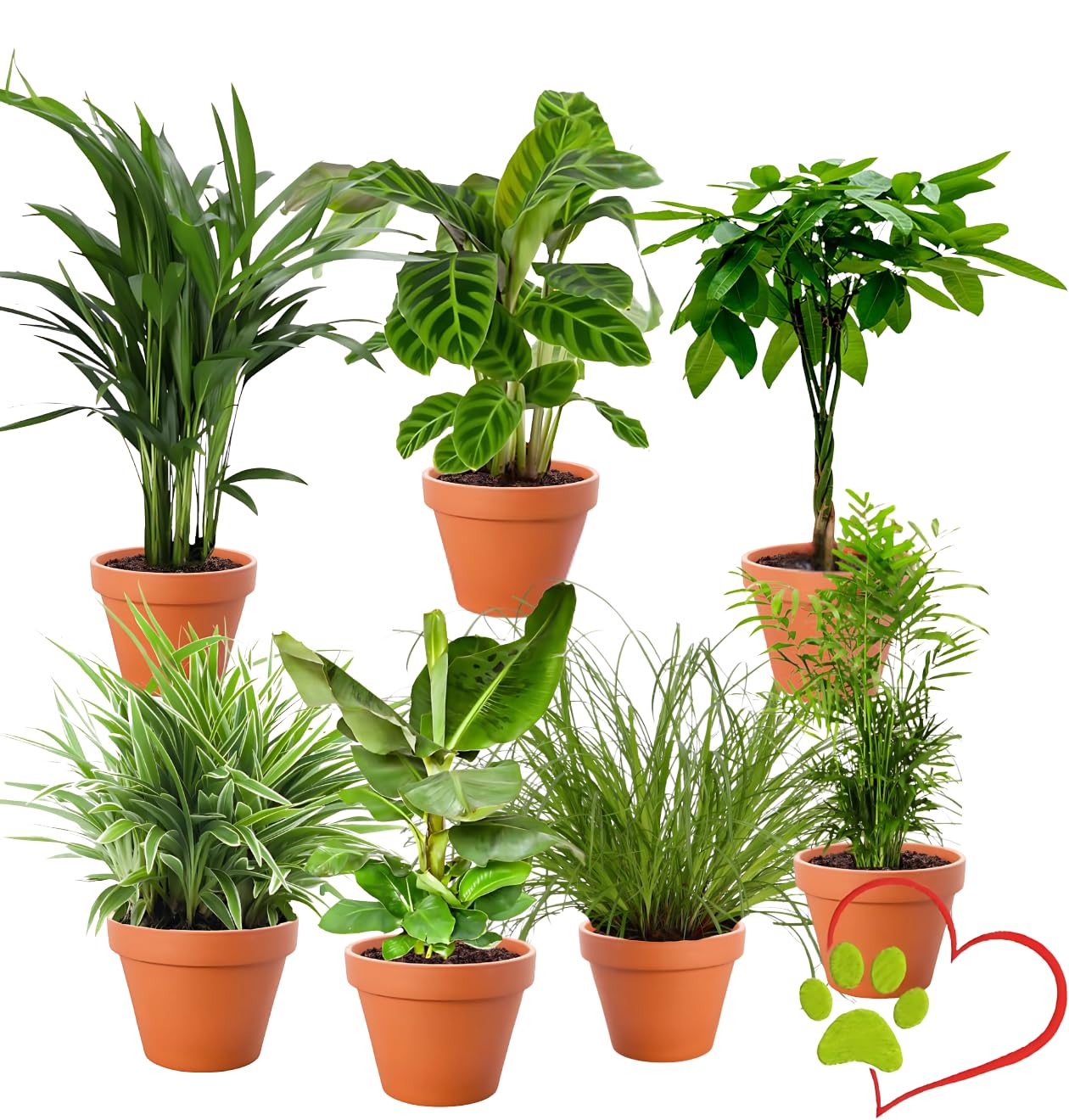 Set di 7 piante "Amico degli animali", +/- 30-60 cm, ø 12-15 cm vaso, palma di montagna, castano portafortuna, pianta di banana, marante, palma di frutta dorata, clorofito, erba di gatto, atossica e