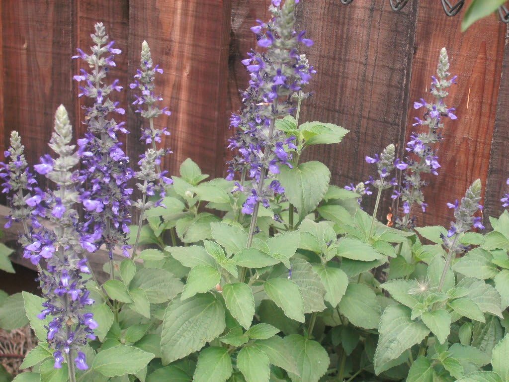 3 Starter Plants of Salvia Mystic Spires Blue