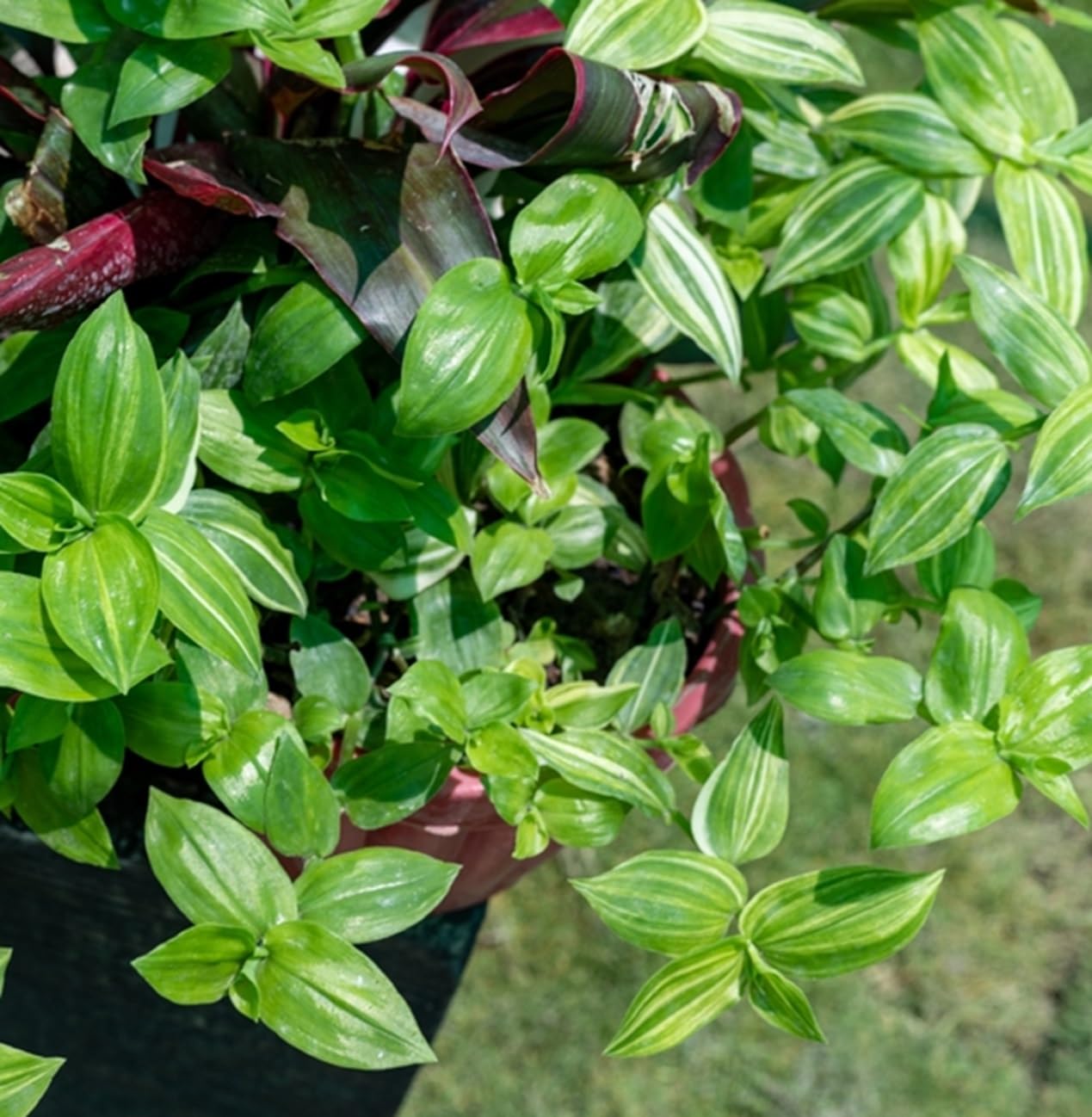 カーテン◆2枚1組◆フジエテキスタイル◆W278×H203◆D-2504KA2◆ Amazon.com : 4 Bridal Veil Wandering Jew Cuttings to Grow - Grow