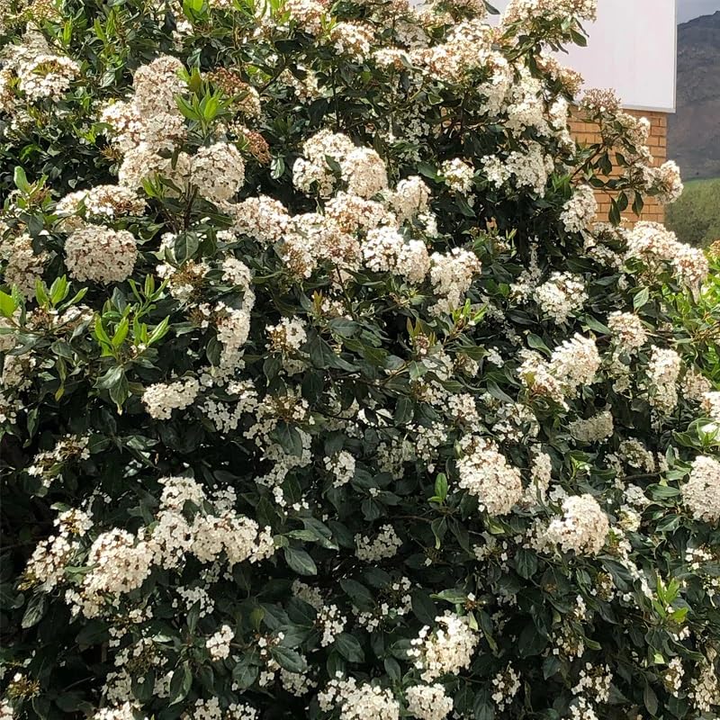 Amazon.com : Viburnum tinus (Laurustine, Laurustinus Viburnum) Shrub Seeds,  Fragrant Flowers, Evergreen Foliage, Seeds by MySeeds.Co, You Choose The  Amount (0.25 oz) : Patio, Lawn & Garden
