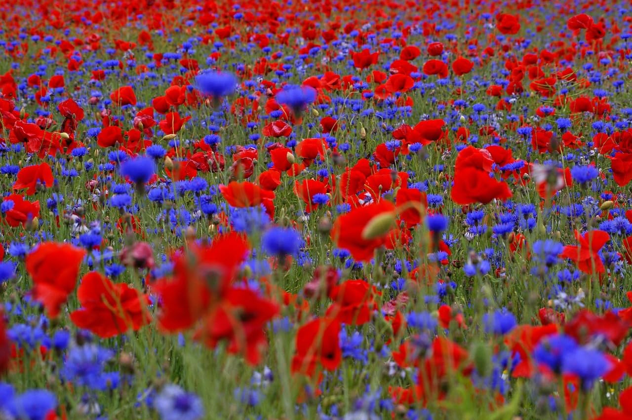 Wildflower Seed Cornfield Annual Red English Poppy Cornflowers Mix British Garden Native Mix (250, Grams)