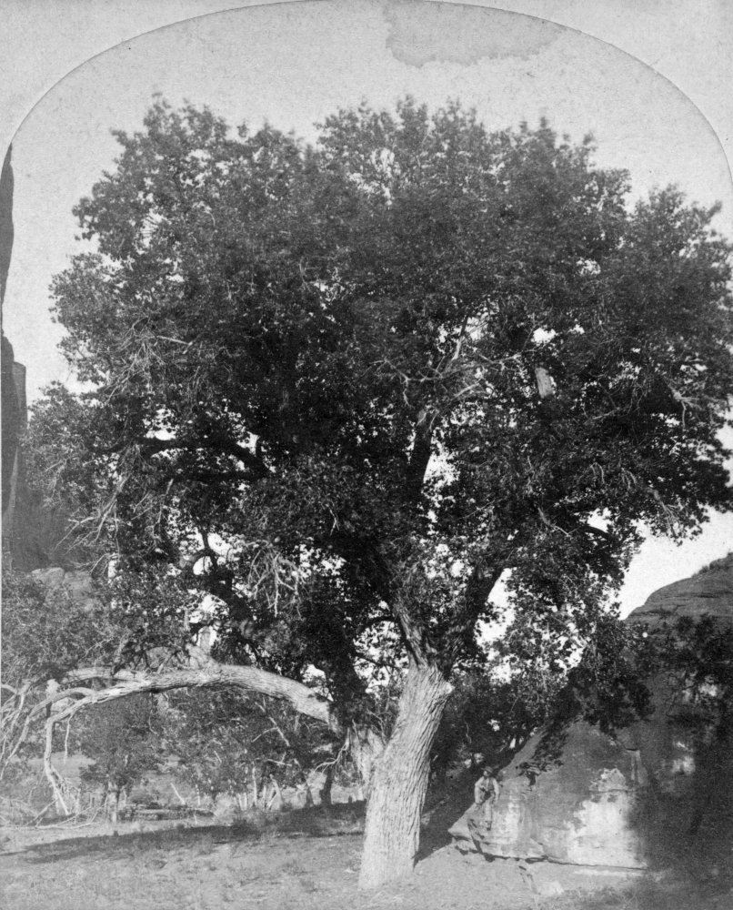 Cottonwood Tree 1873 Ncottonwood Tree At The Canyon De Chelly In Arizona Photograph By Timothy OSullivan 1873 Poster Print by (18 x 24)