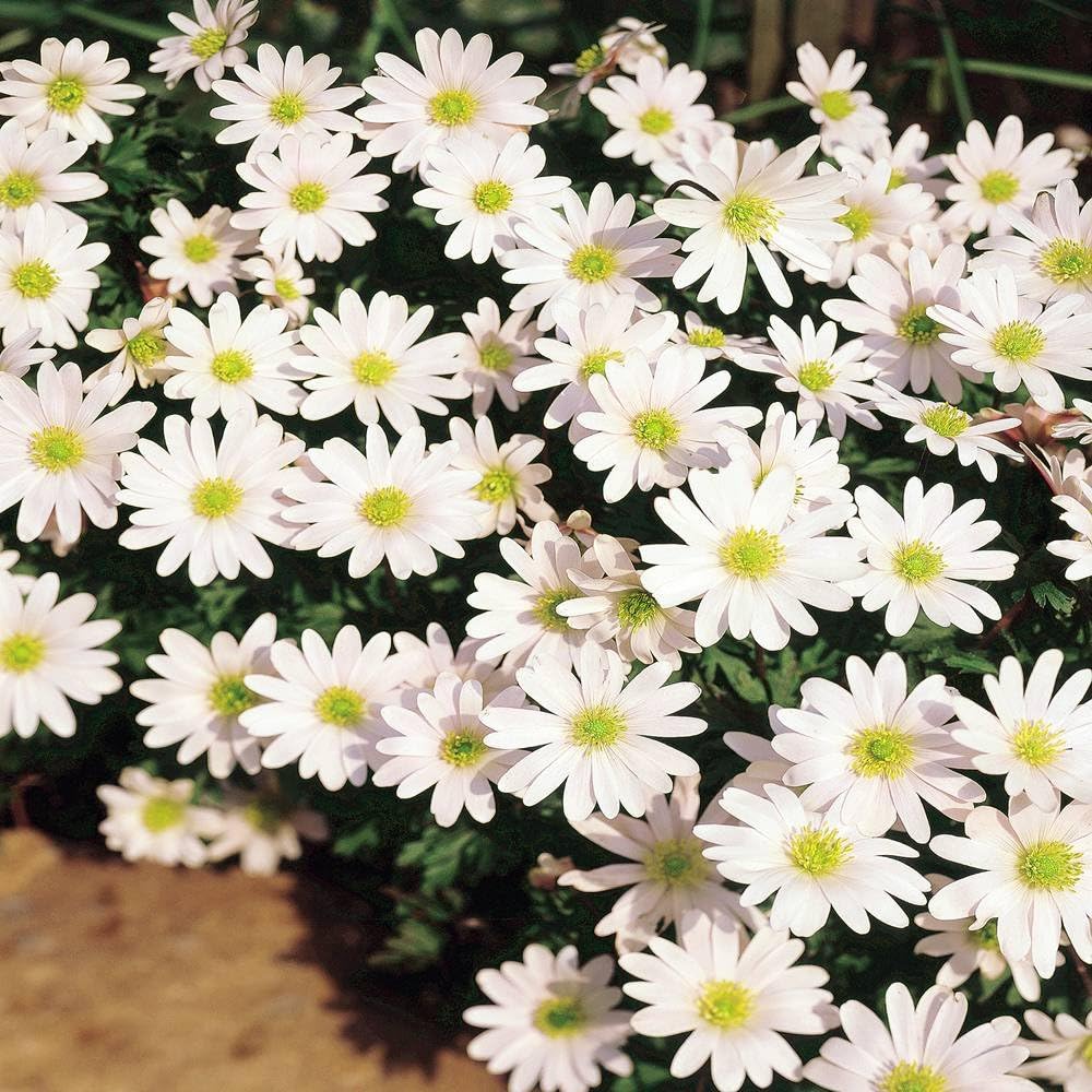 Anemone blanda White Splendour - 10 flower bulbs