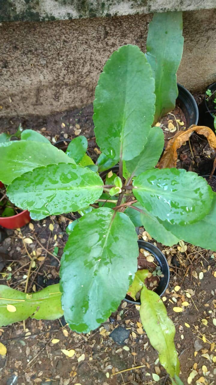 See full amazon price history chart for PlantaZe Advance DESTORE Kidney Stone Live Plant Live with POLYTHENE Bag PlantaZe Advance DESTORE Kidney Stone Live Plant Live with POLYTHENE Bag (B0829SV5J2) Amazon Price History, Amazon Price Tracker