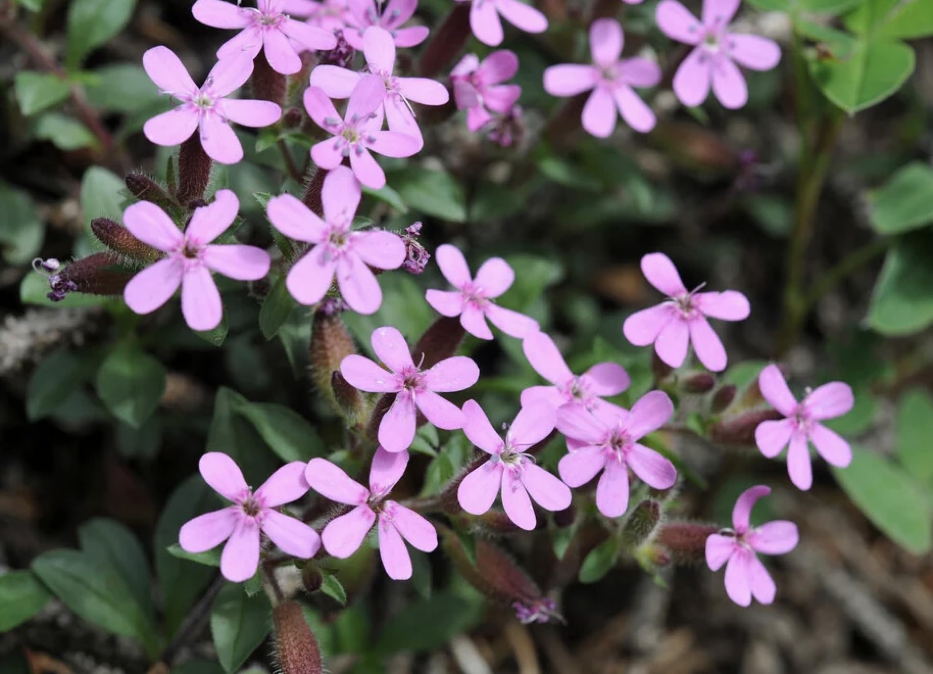 Saponaria ocymoides Rock Soapwort 6 Plug Plants