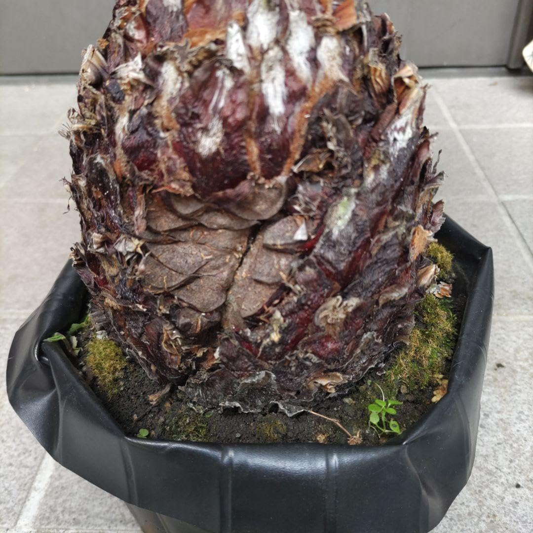 Amazon｜ソテツ蘇鉄 ビッグ株 新葉10枚 観葉植物 インテリア