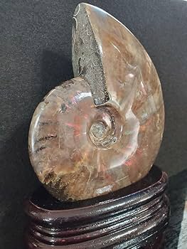 アンモナイト 化石 北海道産 台座付 sd3_21870240347ae05e7c6efbfbf9