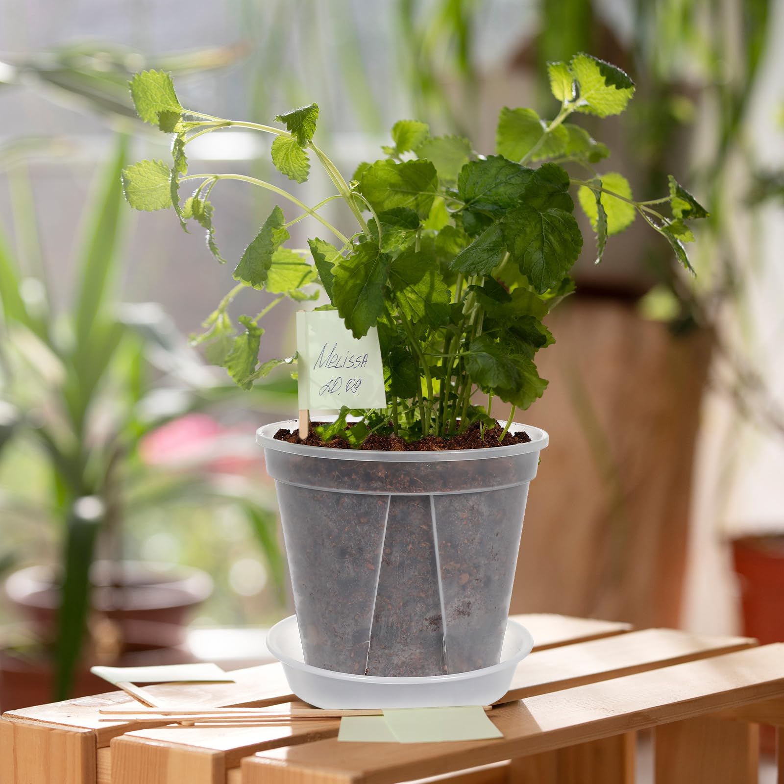 Beavorty Set 4 Vasi Trasparenti in Plastica Sottovaso, Contenitori per Piante da Interno ed Esterno, Fioriere per Fragole e Fiori, Vasi da Giardino per Uso Domestico e Ufficio