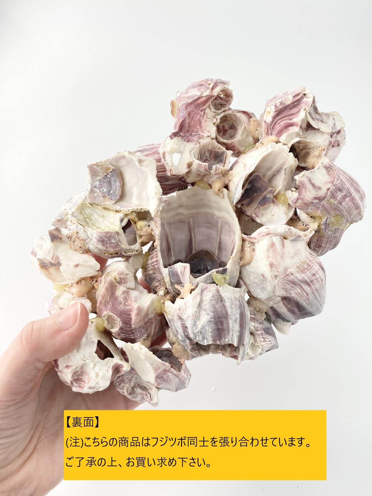 Amazon.co.jp: 【貝殻の問屋さん】フジツボ【約18～20cm/1個】貝 