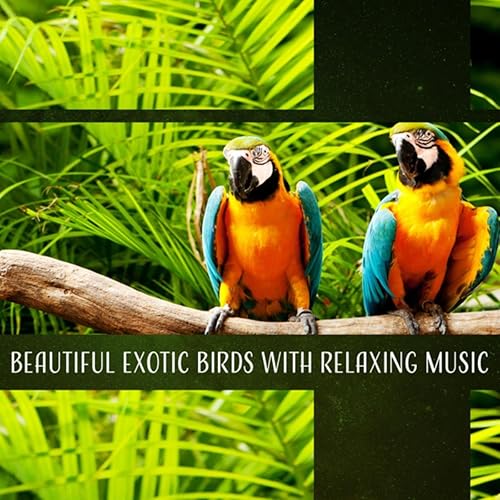 Amazon Music Sounds of Nature KingdomのAmazon Rainforest Amazon.co.jp