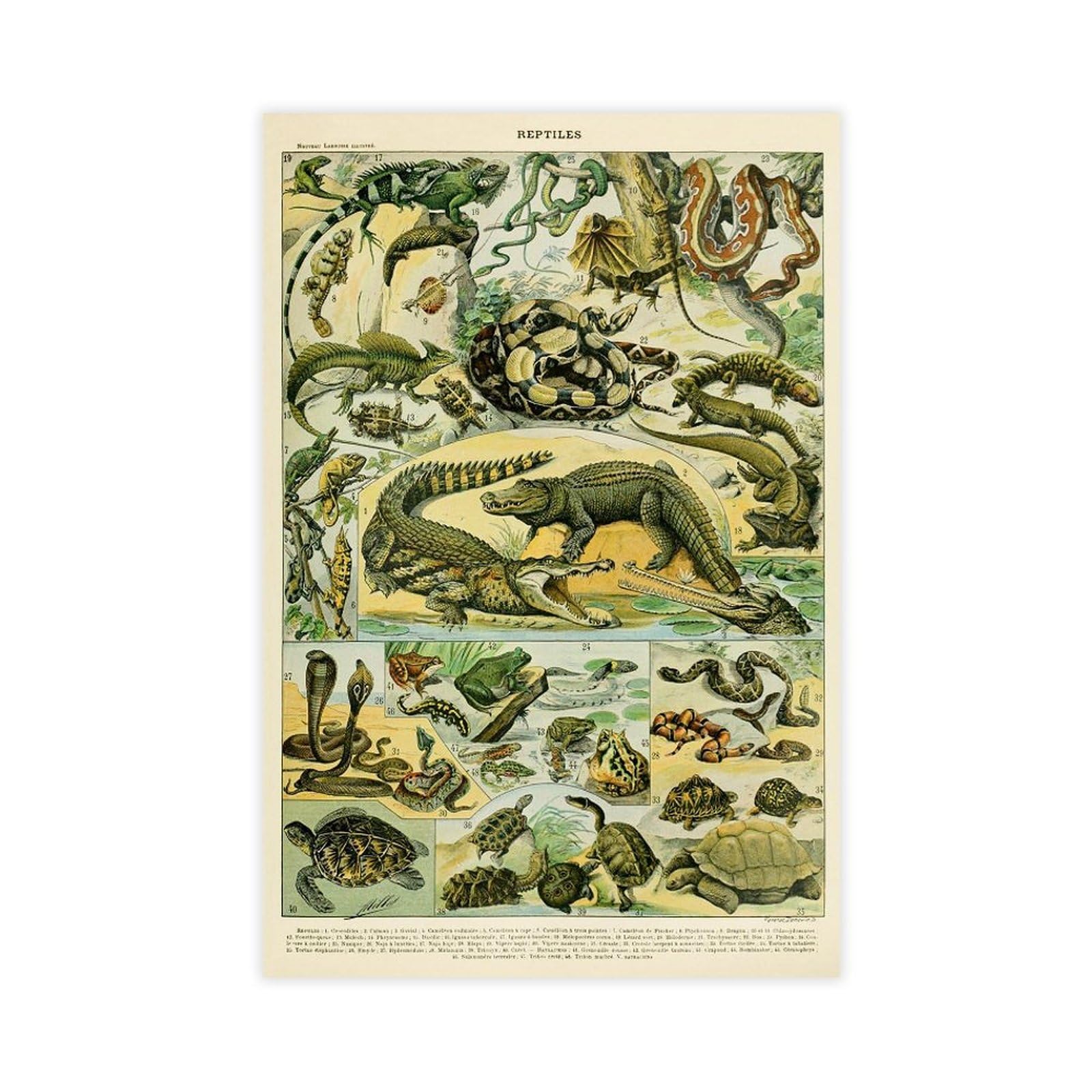 Reptilien-Kunst, Reptilien-Diagramm, pädagogisches Diagramm, Adolphe Millot Vintage-Stil, wissenschaftliche Illustration, Klassenzimmer, Wissen, Kunst, Leinwand, Wandkunst, Poster und Drucke, Raum