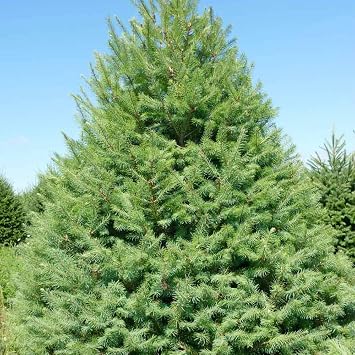 20 Blue Douglas Fir Seeds, Doug-Fir, Red Fir, Oregon Pine, Douglas Pine, Columbian Pine Seeds - Fragrant Evergreen Tree Seeds to Plant Garden Outdoor