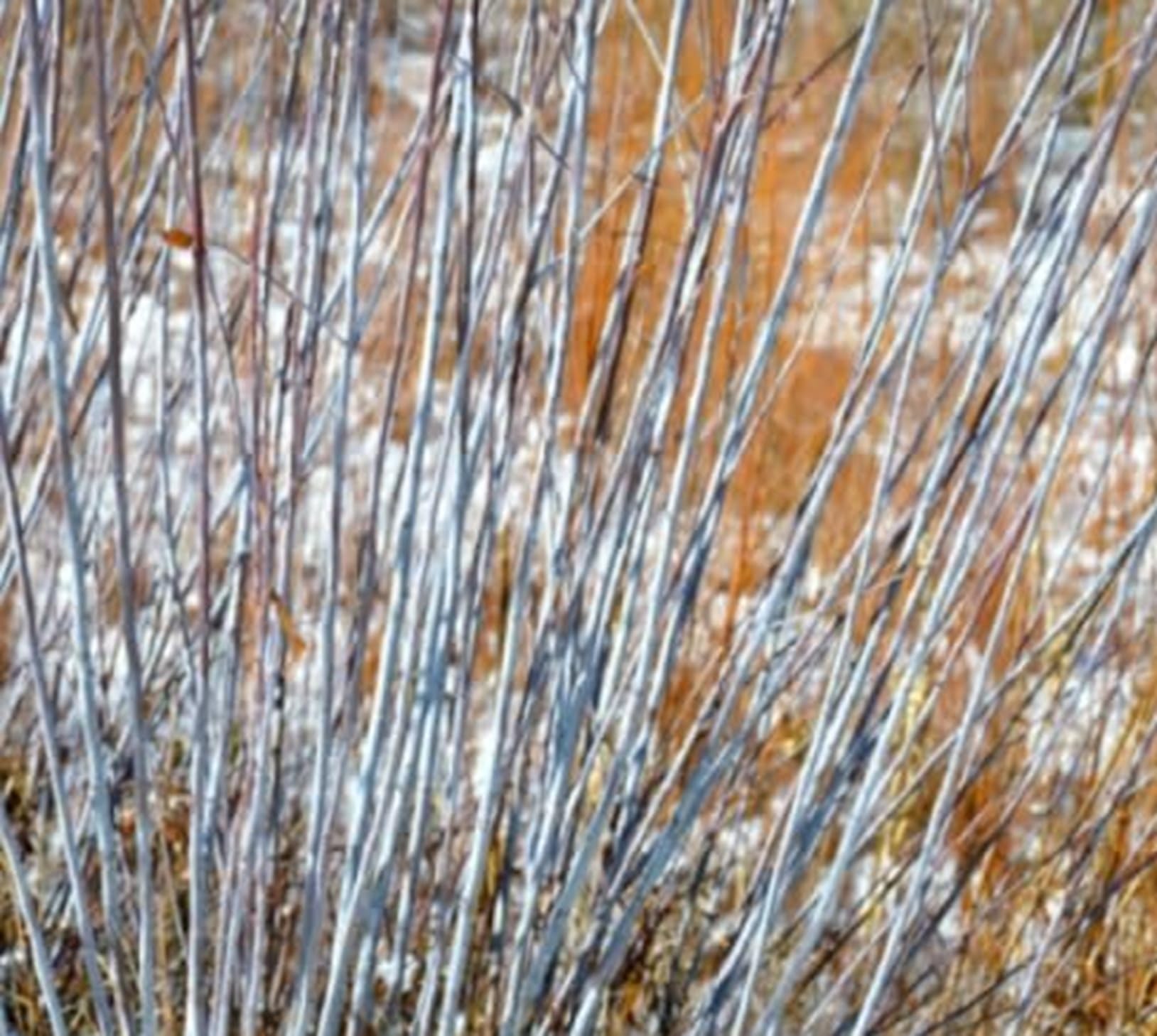 2 Blue Willow Bush Plant Cuttings to Grow - Bark is Blue