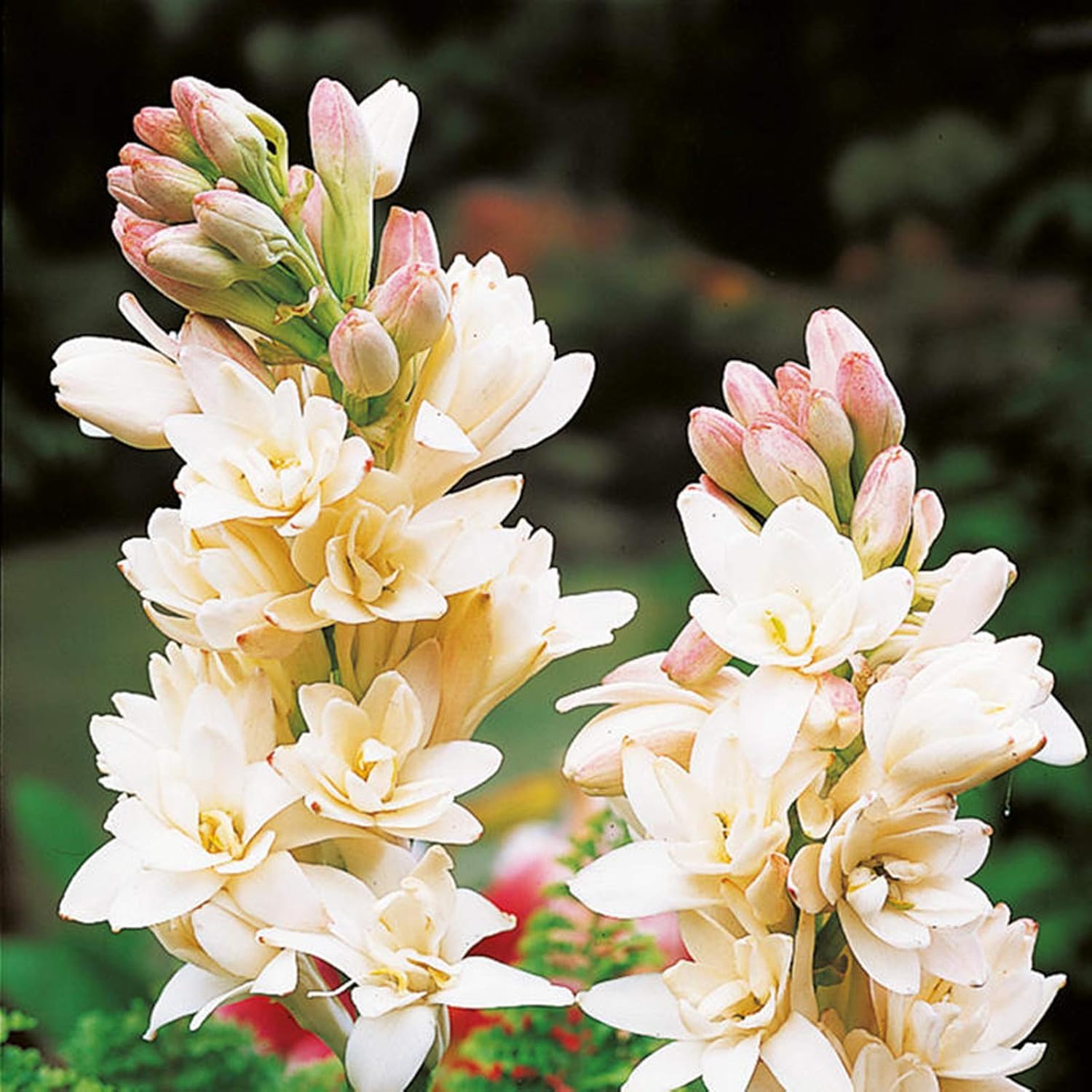 The Tuberose's Cage