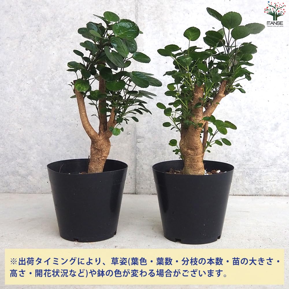 Amazon｜ITANSE ポリシャス ファビアン 5号 1個売り【品種で