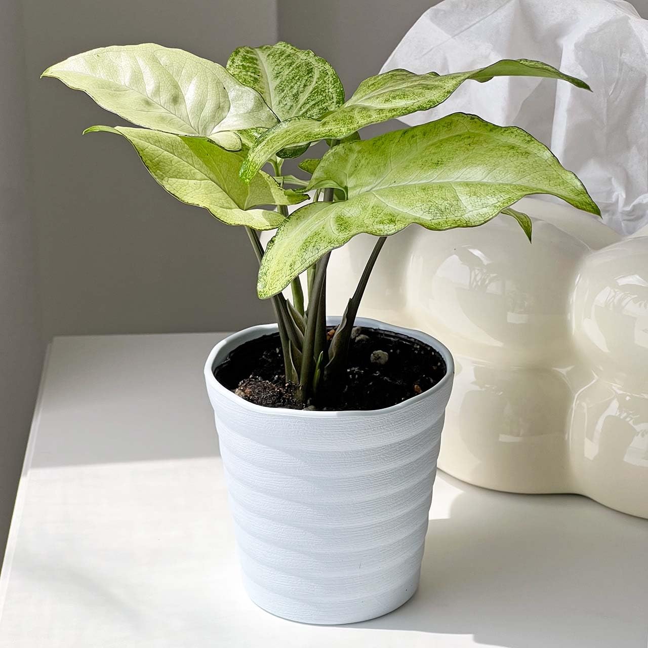 Amazon｜inakougei（イナコウゲイ） 観葉植物 おしゃれ 小さめ